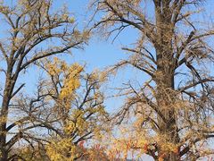 -千年银杏谷文化旅游区