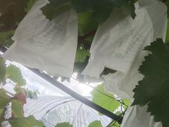 -美家乐农庄·露营·团建(大治路店)