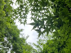 -杭州植物园