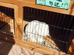 -海边的猫和咖啡馆