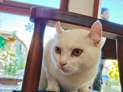 -有猫主题·治愈系猫咖(曾厝垵店)