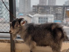 -怪兽屋·羊驼·猫咖·狗咖(俊华广场店)