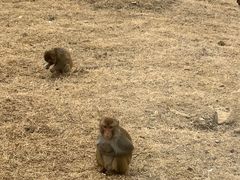 -合肥野生动物园