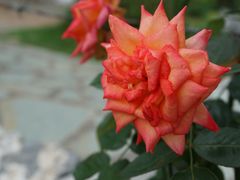 -东莞植物园