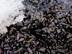 -观桥阁(锦溪店)