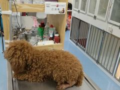 -瑞派·关忠动物医院·异宠专科·犬猫肿瘤·皮肤专科(望京店)