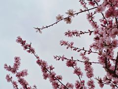 -桃花堤公园