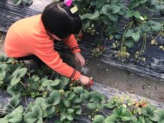 -青浦采草莓天天草莓园