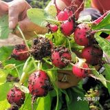 快来体验一下田园风光，只需65元。