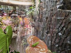 -正佳雨林生态植物园
