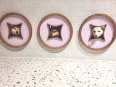 -柴务处·柴犬主题狗咖