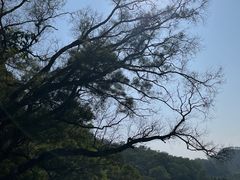 -深圳仙湖植物园