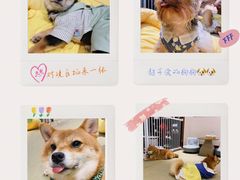 -逗柴咖啡屋·狗咖猫咖宠物桌游