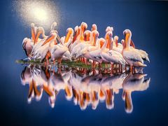 -罗红摄影艺术馆