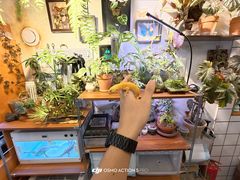 -吉丁鸟咖·异宠·寄养