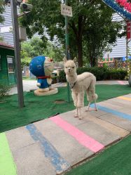 -萌宠亲子动物乐园(槐房万达店)