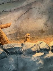 -Zoolung Zoolung动物主题公园(海信广场店)