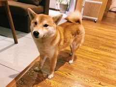 -柴务处·柴犬主题狗咖