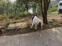 -重庆雨台山风景区