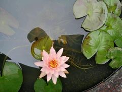 -龙湖东院农庄(乡间小路店)