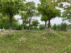 -上海长兴岛郊野公园