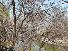 -桃花堤公园