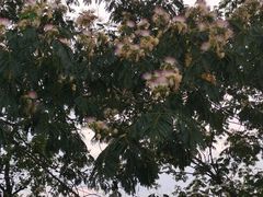 -梁子湖东篱老屋生态庄园