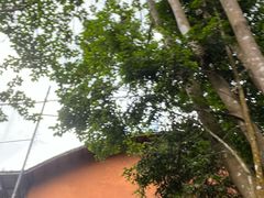 -海南槟榔谷黎苗文化旅游区