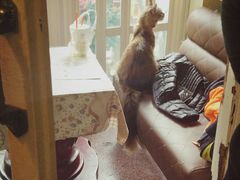 -猫色咖啡·猫咖