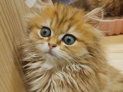 -屋虎猫馆(宝安大仟里店)
