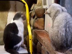 -猫咪博物馆(顶澳仔猫街店)