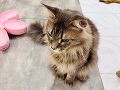 -楼上猫咖(罗湖店)