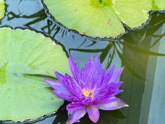 -国家植物园南园