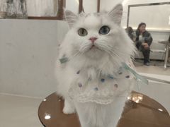 -共舞时光猫咖·狗咖(新街口店)