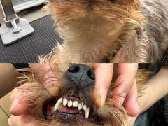 -帕帕拉兹宠物(亚洲旗舰店)