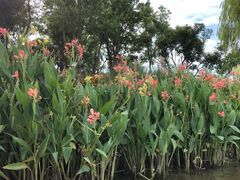 -上海长兴岛郊野公园