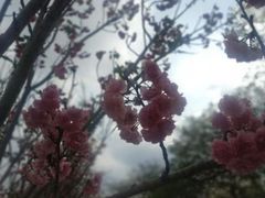 -天适樱花悠乐园