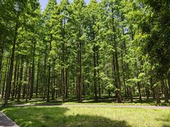 -黄海国家森林公园