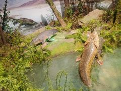 -国家自然博物馆