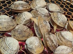 丹东肥蚬子-炭之家·齐齐哈尔非遗烤肉·鲜切直供(中央大街店)