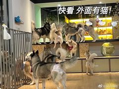 -Husky Go! 哈士奇体验馆·宠物咖啡厅狗咖