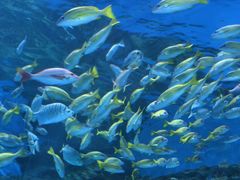 -海合安成都极地海洋公园