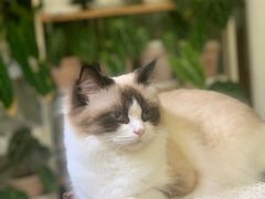 -Rabbit Cafe私房西餐甜点咖啡(栖霞路店)