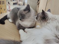 -鼓捣猫呢主题猫咖店