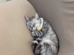 -怪兽屋·羊驼·猫咖·狗咖(俊华广场店)