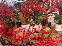 -龙大花卉苗木市场