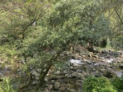 -黄山翡翠谷景区
