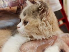 -屋虎猫馆(宝安大仟里店)