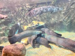 -太平洋海底世界