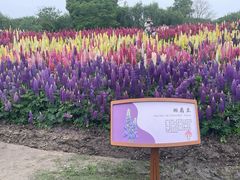 -径山花海